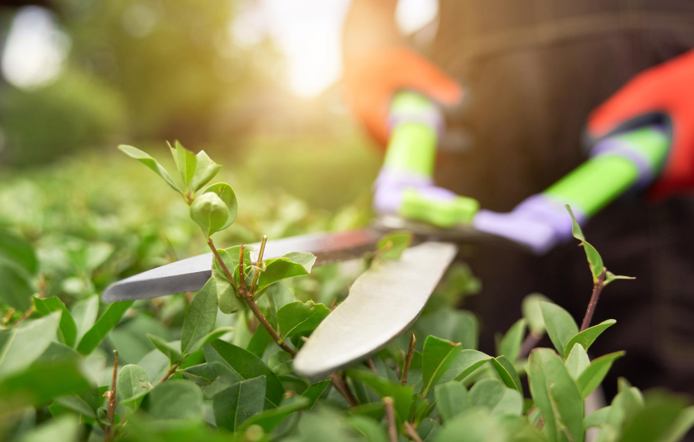 Garden Maintenance 